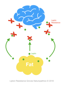 Leptin Resistance Groves Naturopathics 07102018