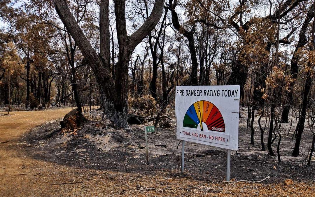 after the bushfire