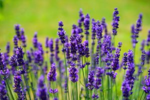 lavender treatment for anxiety